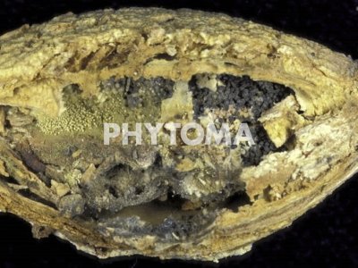 Aspergillus flavus , Aspergillus niger